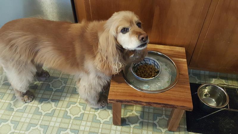 Orvis dog proof feeding station best sale