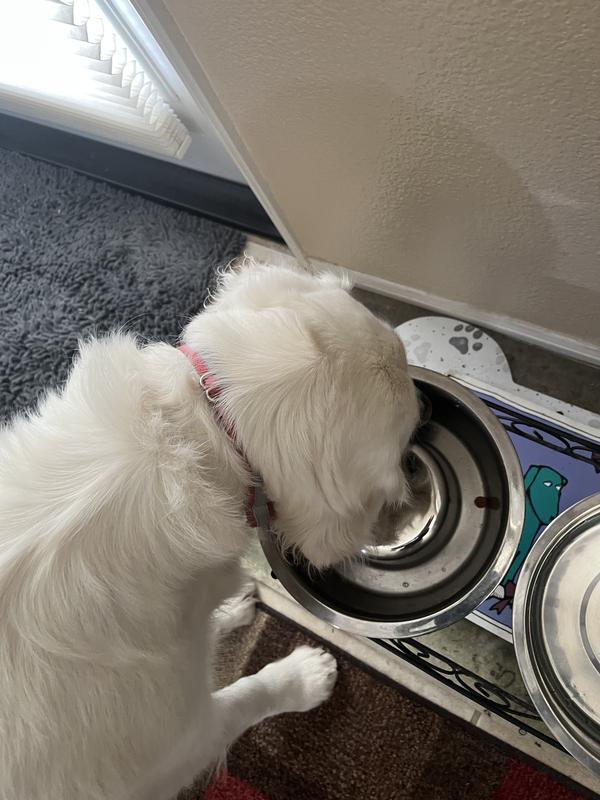 Stainless Steel Slow Feed Dog Bowl - 4 Cup Extra Large Pet Slow Feeder, 2  Standard Metal Bowls Fit Elevated Feeders, Eating Bowl, Stops Dog Food  Gulping, Dog Food and Water Bowl