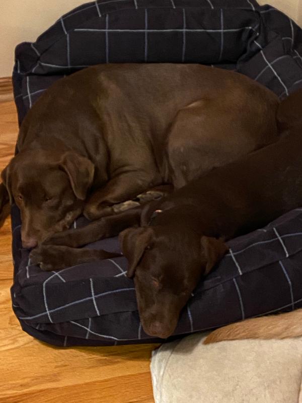 ToughChew® ComfortFill-Eco™ Bolster Dog Bed