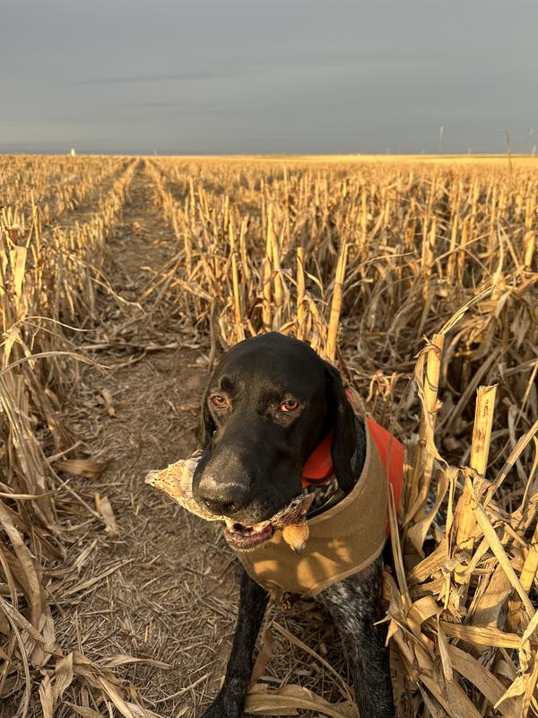 Upland hunting 2024 dog vest