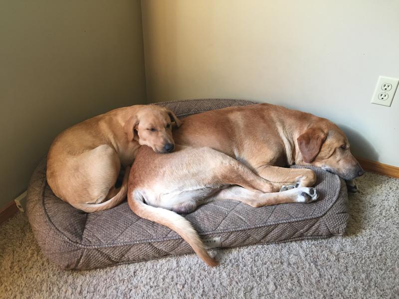 Orvis ComfortFill-Eco Bolster Dog Bed, Brown Tweed / SM