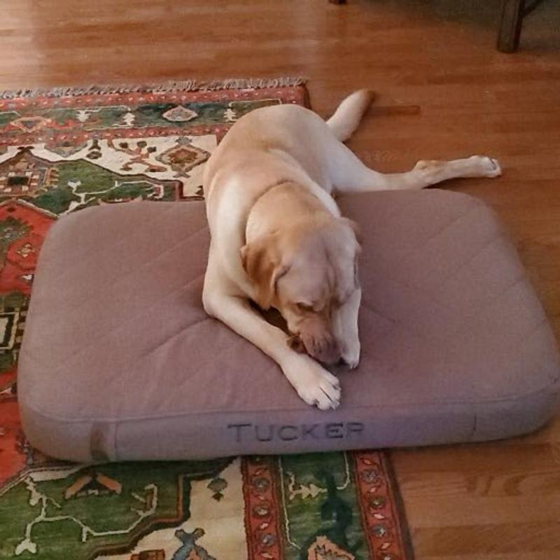 Orvis Dog Bed, ToughChew® Memory Foam Platform