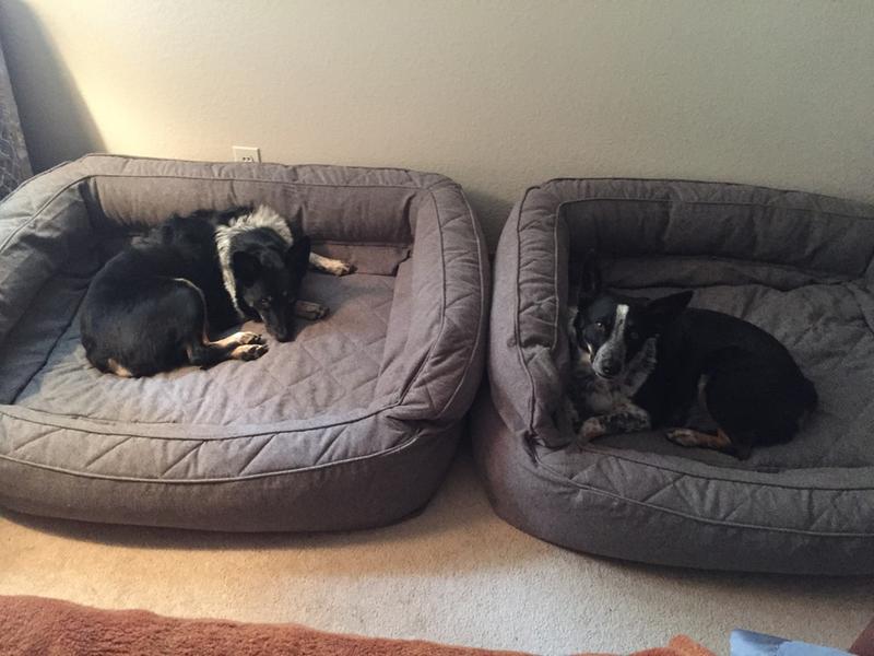 Memory Foam Bed For Dogs Memory Foam Dog Couch Orvis Uk
