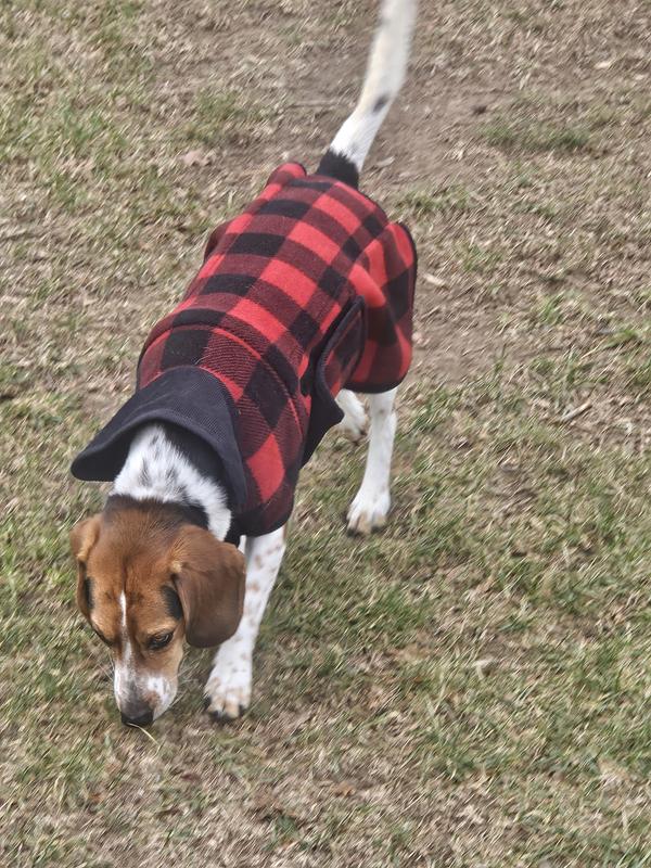 Orvis dog coats hot sale