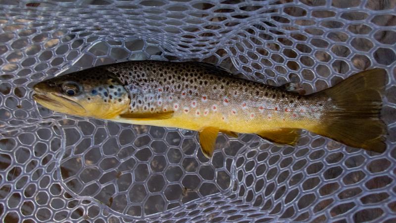 Trout Hike - FFO Beaver Creek (MD - Middle Section) - CatchGuide Outdoors
