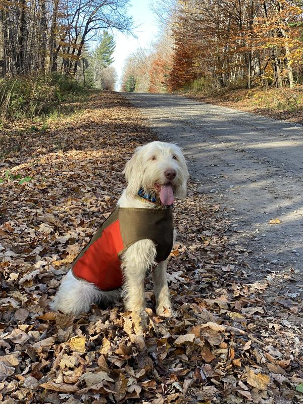 Upland hunting hot sale dog vest