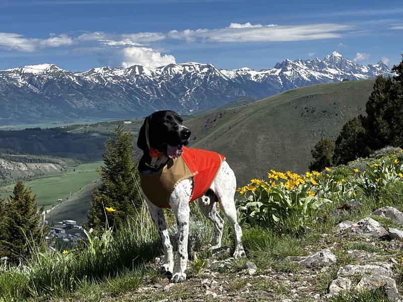 Protective vest clearance for hunting dogs