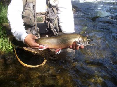 Everfloat Caddis Emerger - FFI Magazine