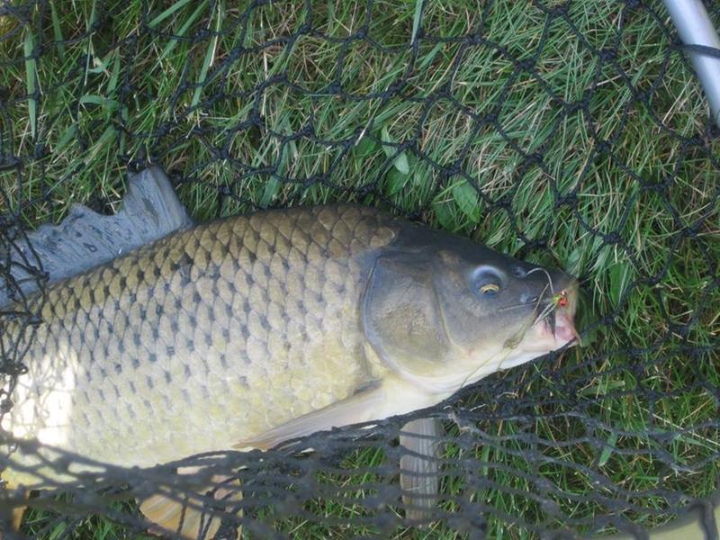 Hise's Carpnasty Carp Fly