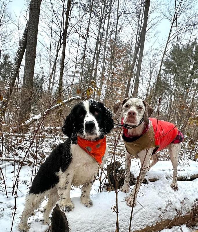 Orvis 2024 dog vest