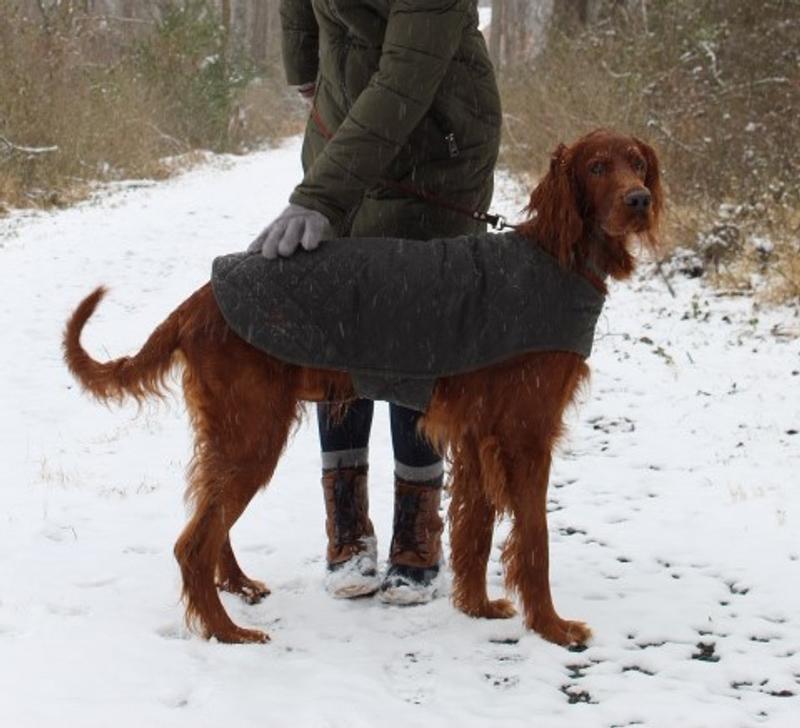 Orvis hotsell dog jacket