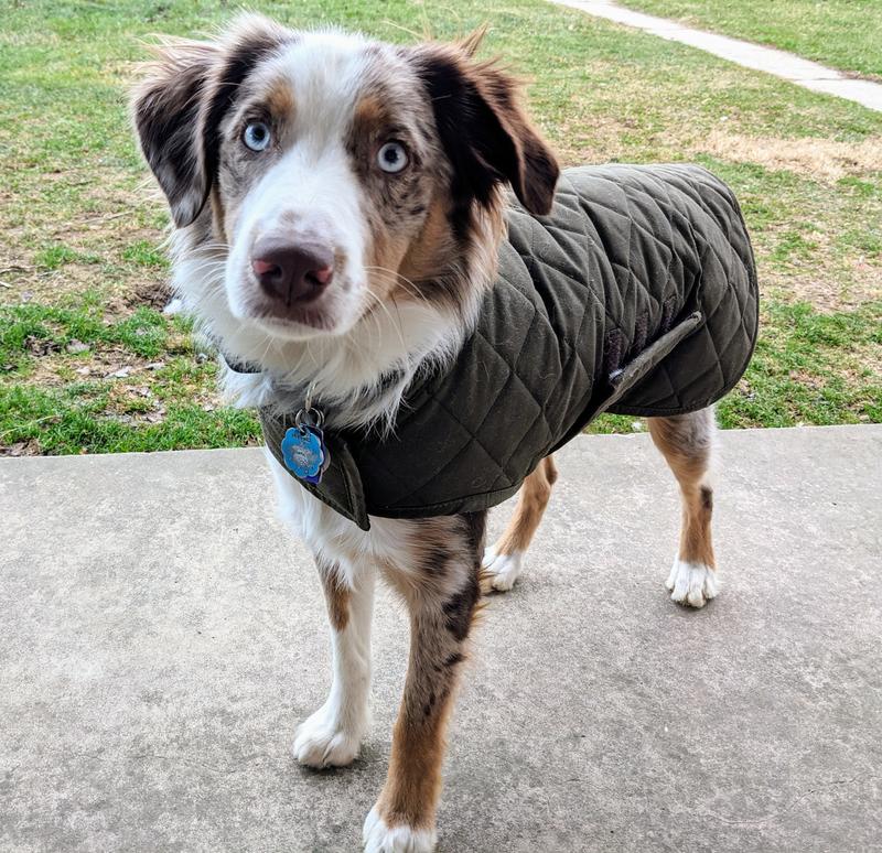 orvis quilted waxed cotton dog jacket