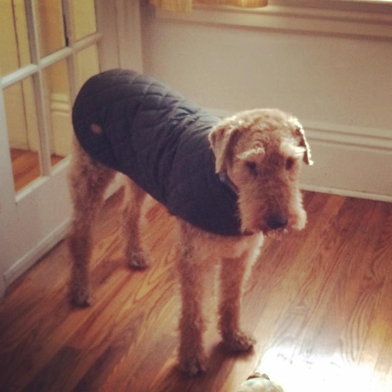 orvis barbour dog coats