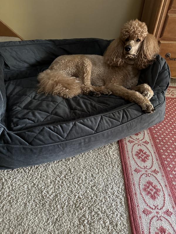 Orvis memory clearance foam dog bed