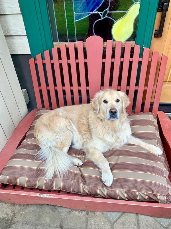 orvis sunbrella dog bed