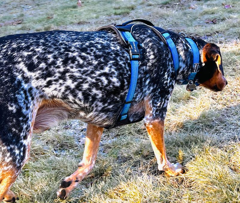 Tough Trail Dog Harness