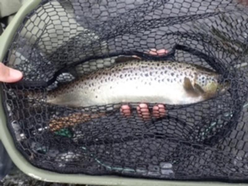 Maine Fly Fisher Guide-Scott Whitaker-Bucktail Guide Service