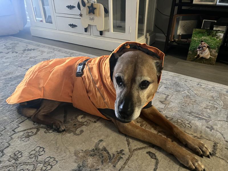 Orvis hotsell dog coat