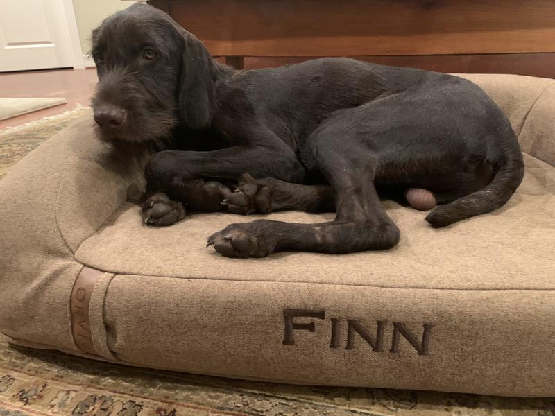 Orvis toughchew dog outlet bed review