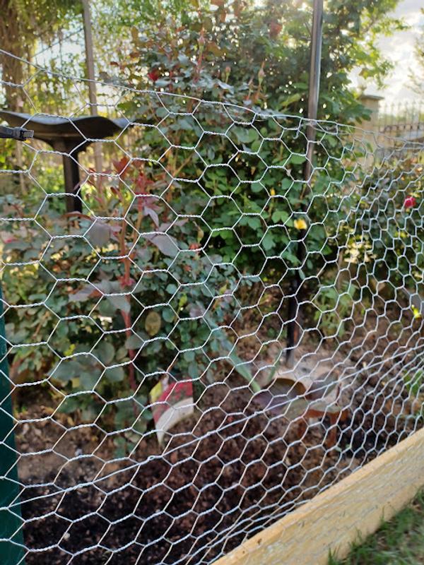 Garden Craft 36 in. H x 50 ft. L Gray Chicken Wire with 1in Openings 