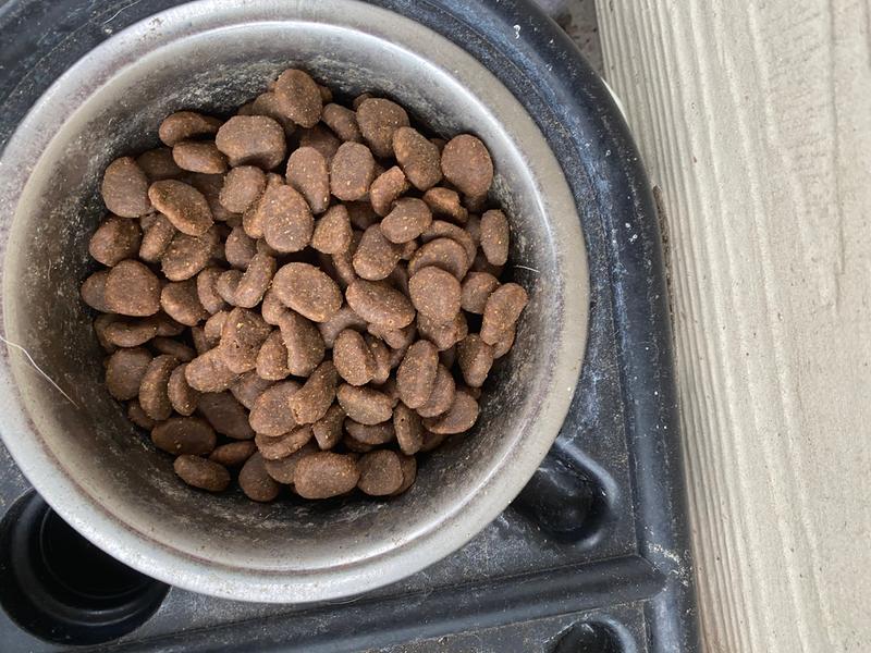 Orijen dog hot sale kibble