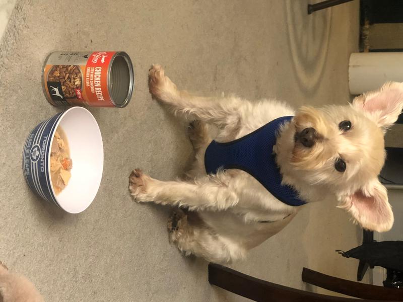 Waiting Like A Good Boy!