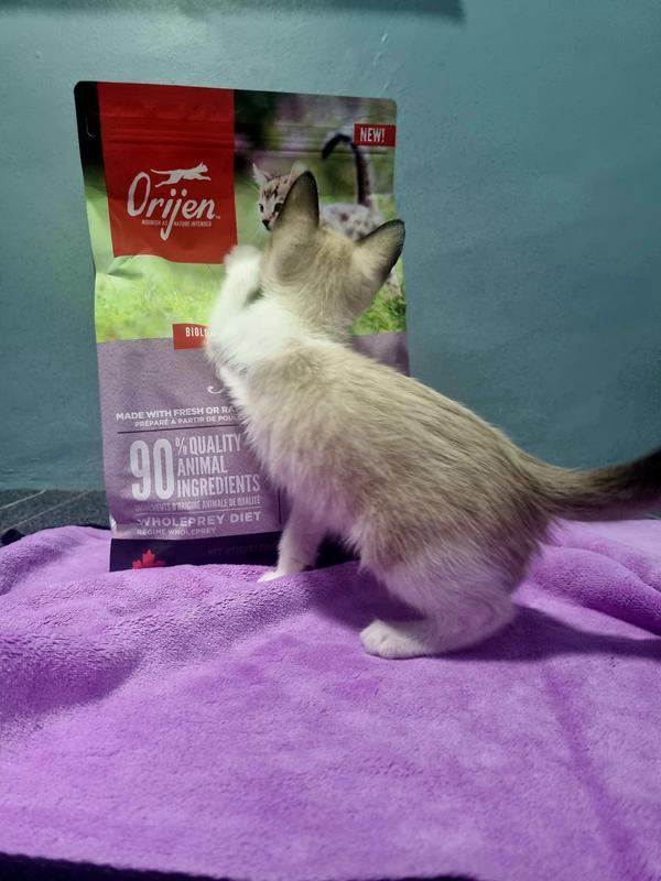 Orijen cat and kitten pret sale