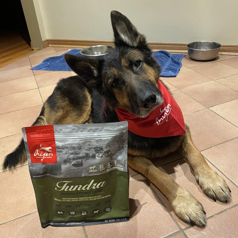 Orijen dog food for best sale german shepherd