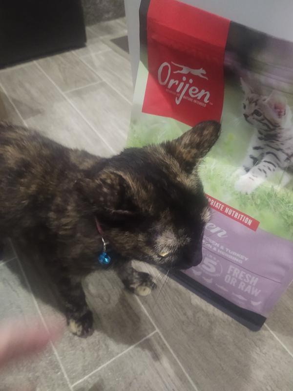 Orijen cat clearance and kitten food