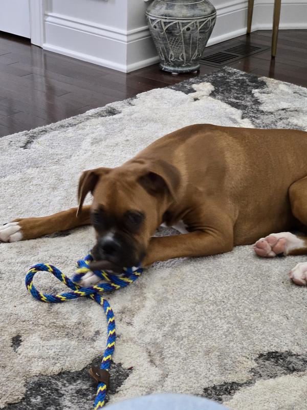 Bodie the baby Boxer