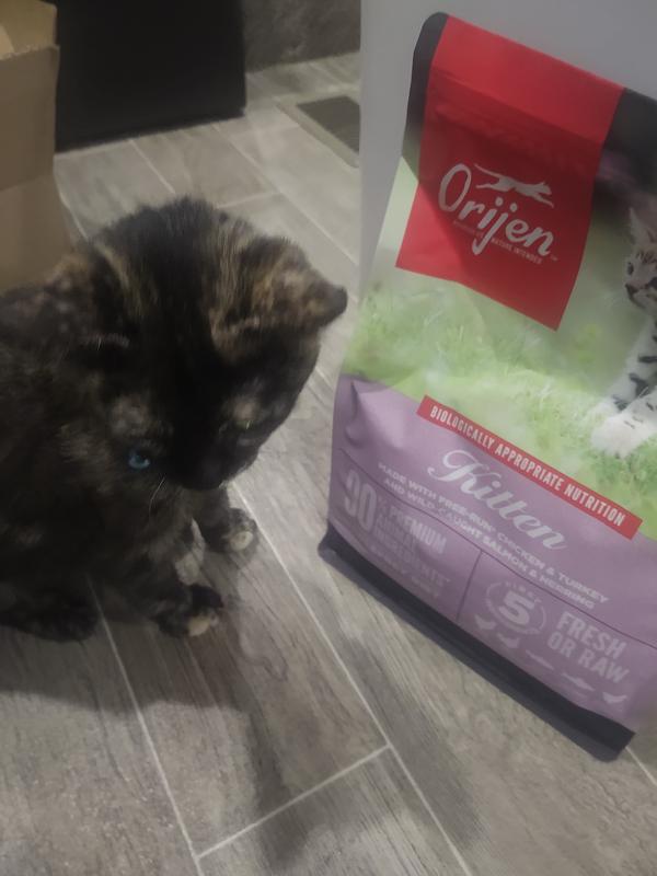 Orijen cat kitten on sale food