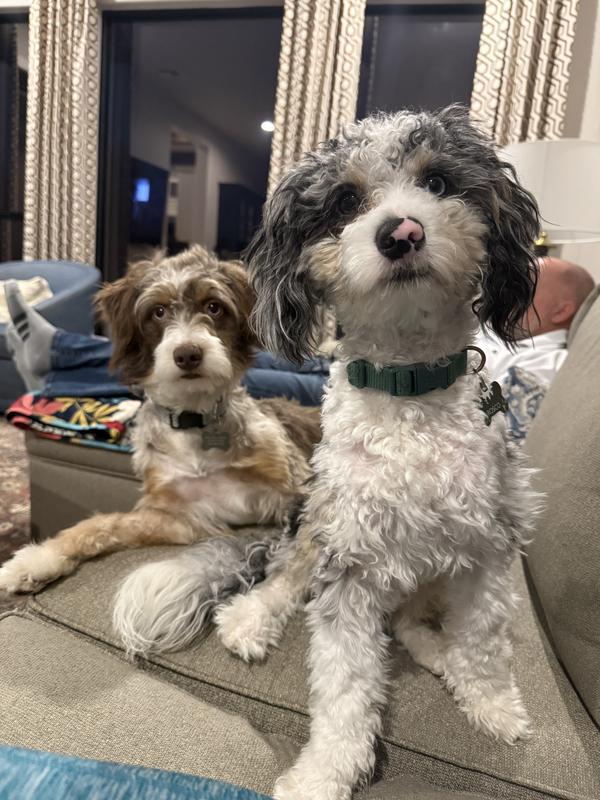 Aussiedoodle brothers