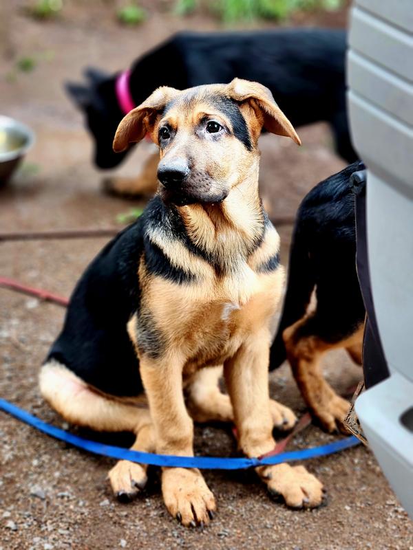 Puppy Large Breed Dog Food