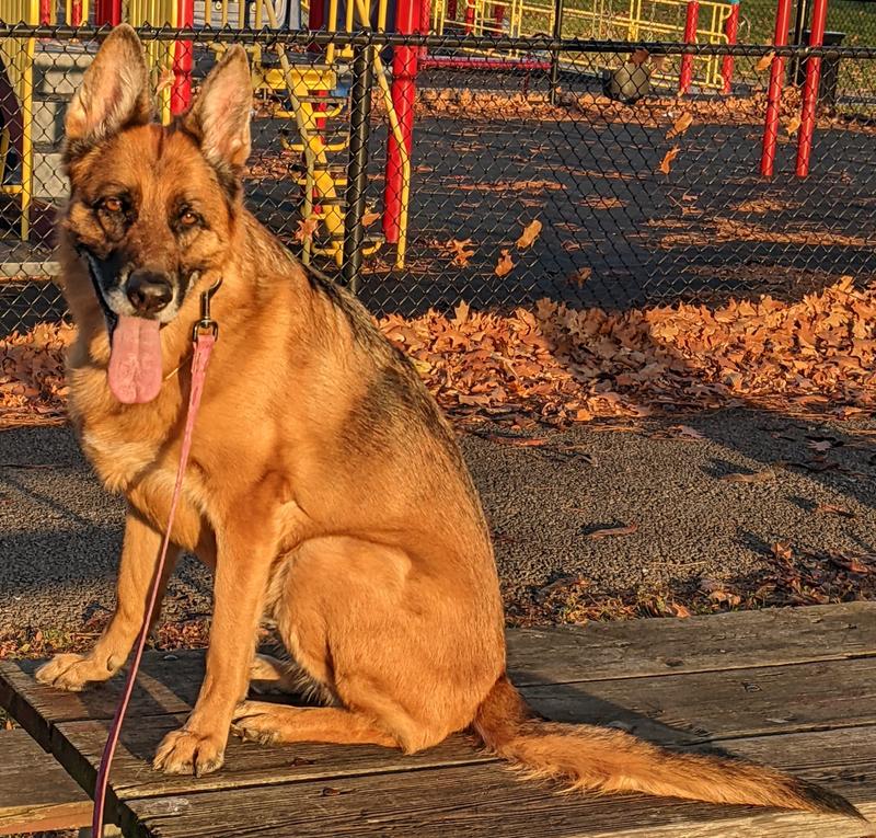 Regional Red Dog Food