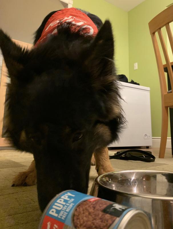 Puppy pate food sale