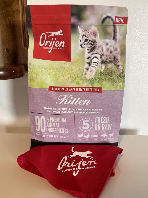 Orijen store kitten review