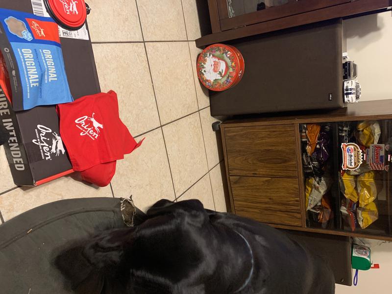 Duke waiting for his treats