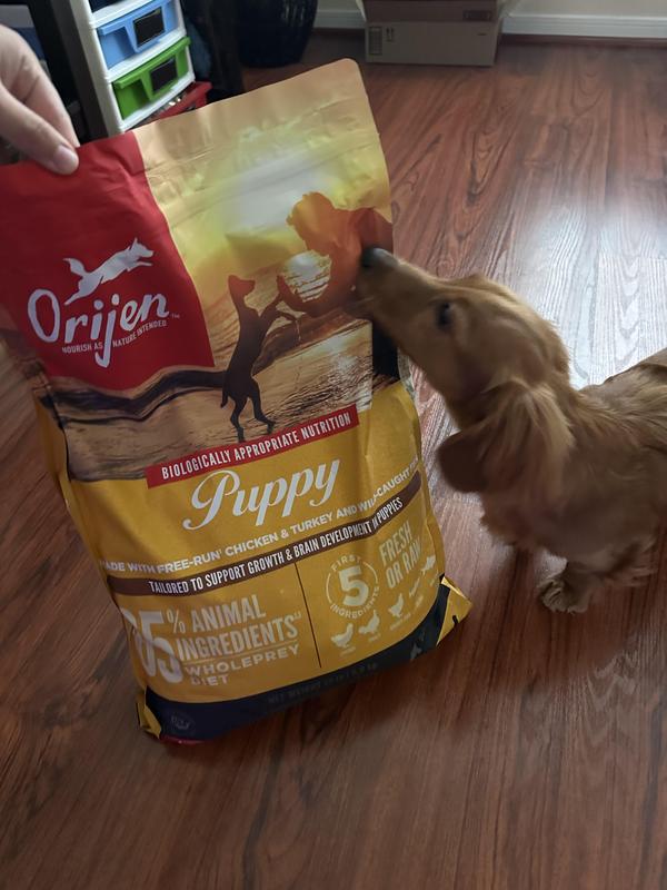 Orijen puppy food petco best sale