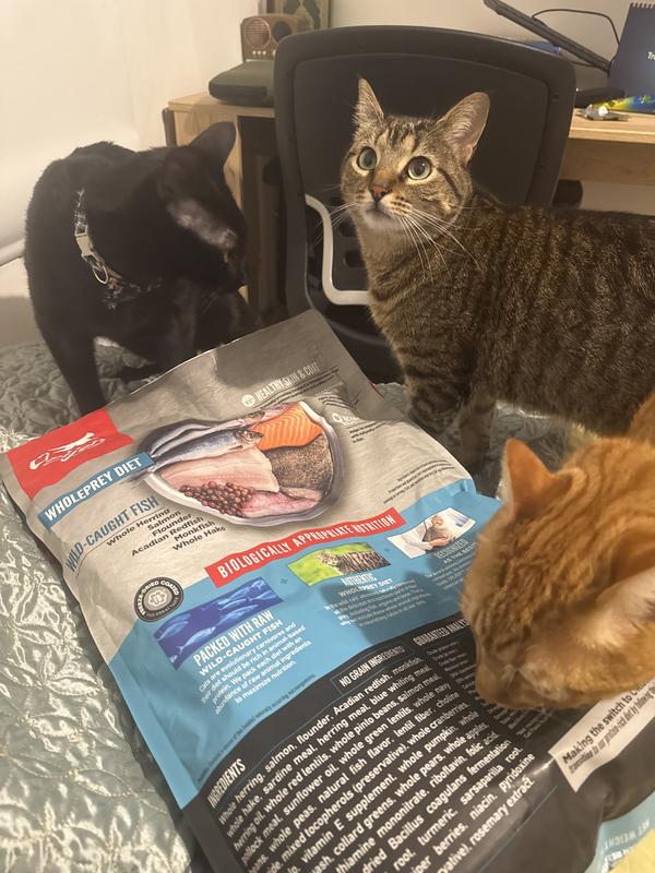 Orijen six fish cat food review best sale