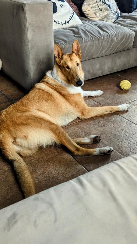 Ron 2 years old