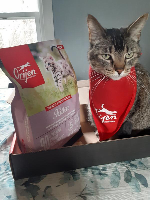 Orijen dry cat and kitten clearance food