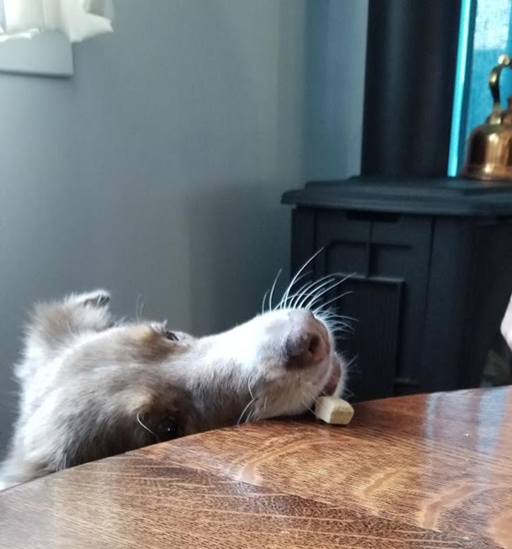 must get my treat, no matter what.