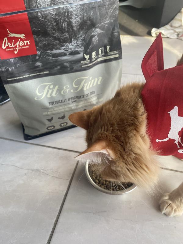 Orijen fit and trim cat best sale
