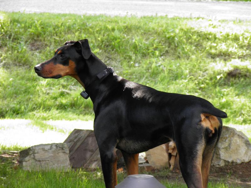 what is the best dry dog food for doberman