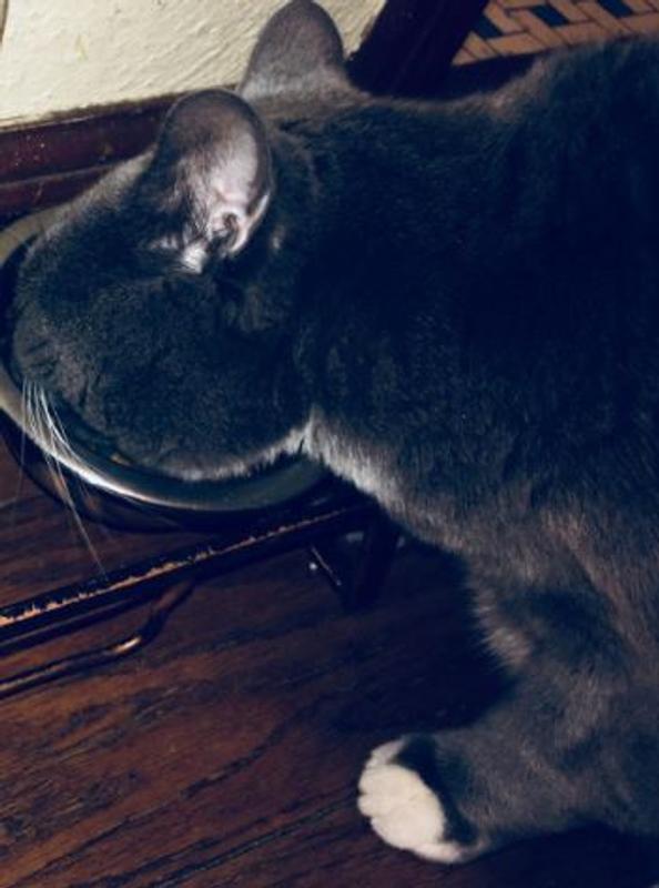 Cat Enjoying Orijen Succulent Shreds Chicken and Salmon