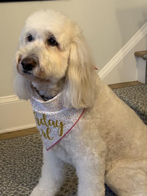 Gracie on her 15th Birthday.