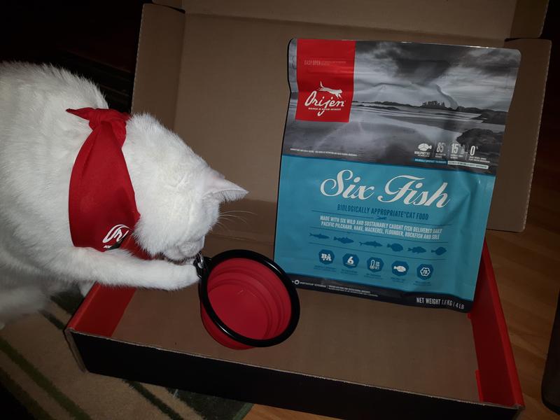 Orijen six fish outlet cat food