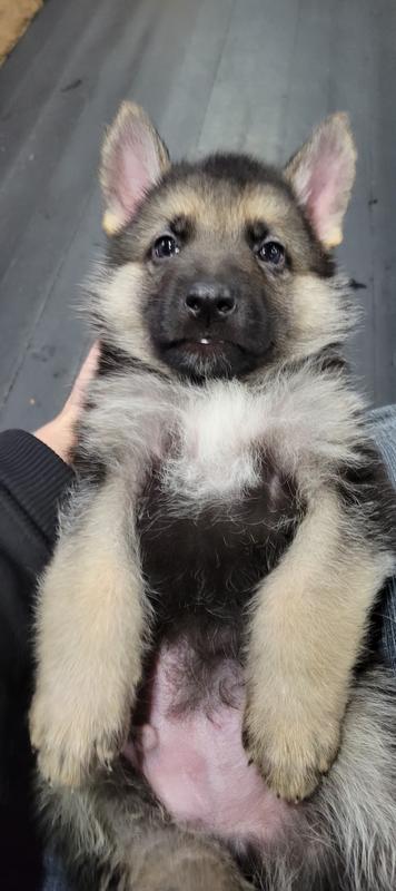 Puppy Large Breed Dog Food