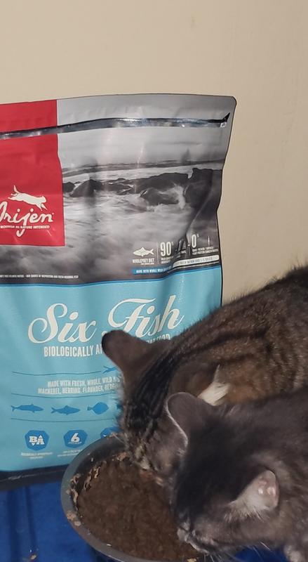 Orijen cat hotsell food six fish