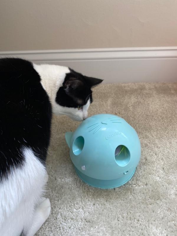 Dart cat toy sale